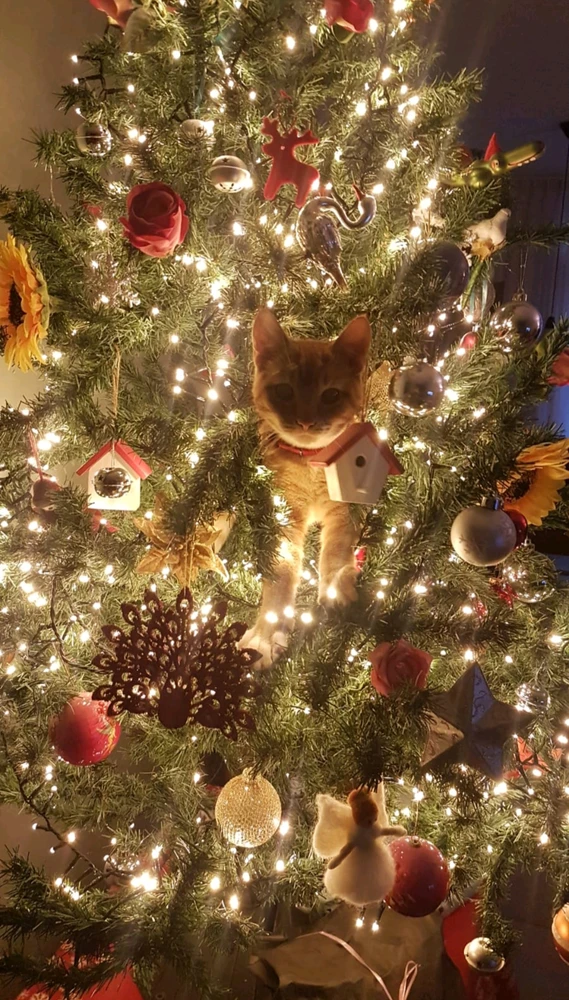 GIF geüpload door Mats Smaling