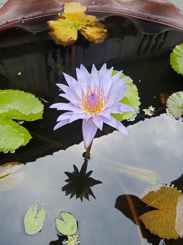 GIF diunggah oleh ꦮꦤꦶꦱꦃ