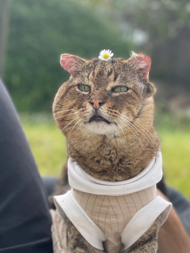 Gennarino il gatto birichino