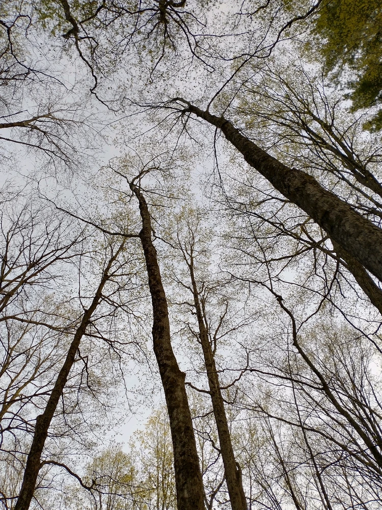 Image uploaded by Al