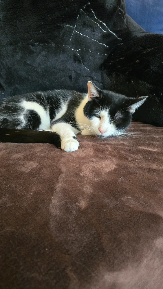 GIF diunggah dening Kyle