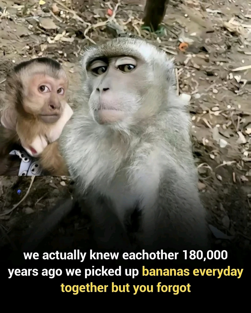 GIF ji aliyê Shree ve hatiye barkirin