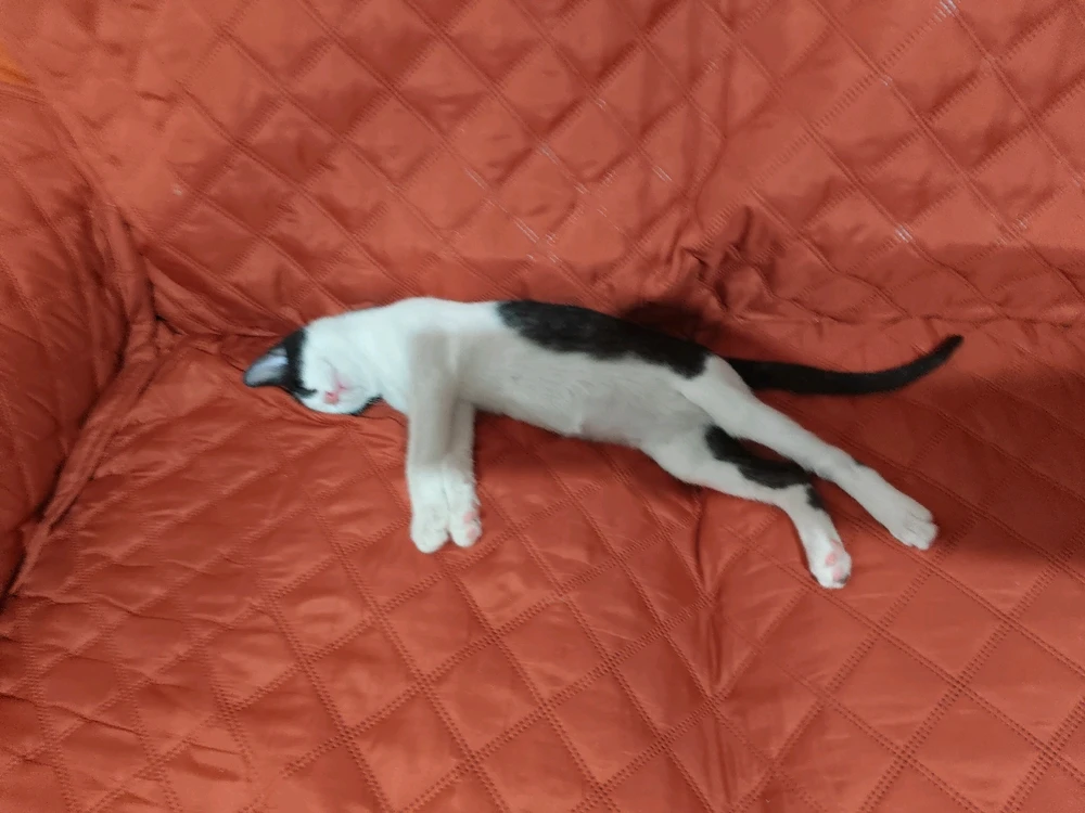 GIF subido por Francisco Santos