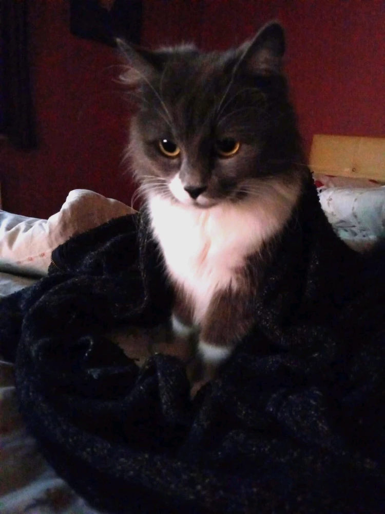 Güney tarafından yüklenen GIF