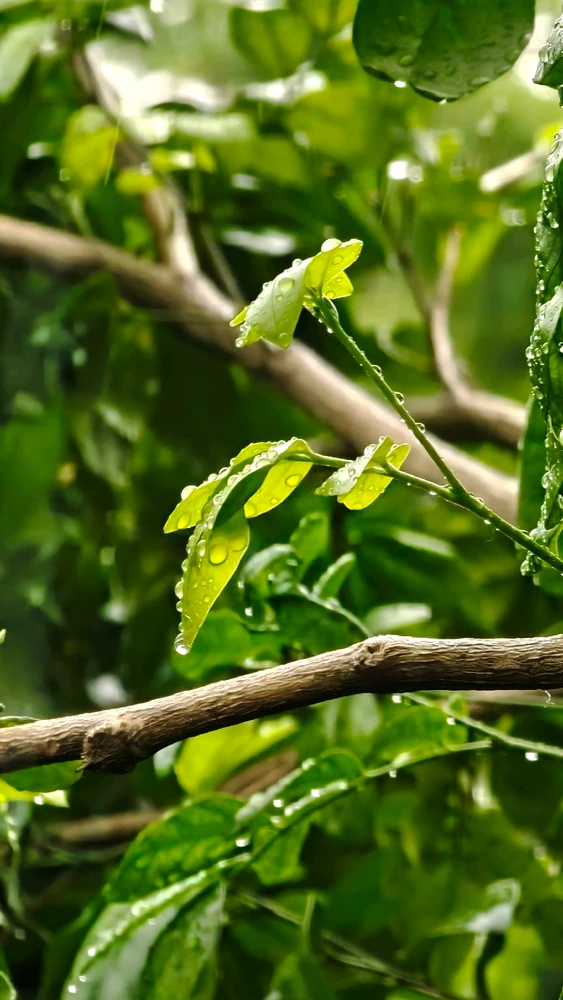 GIF uploaded by Chiranjiv