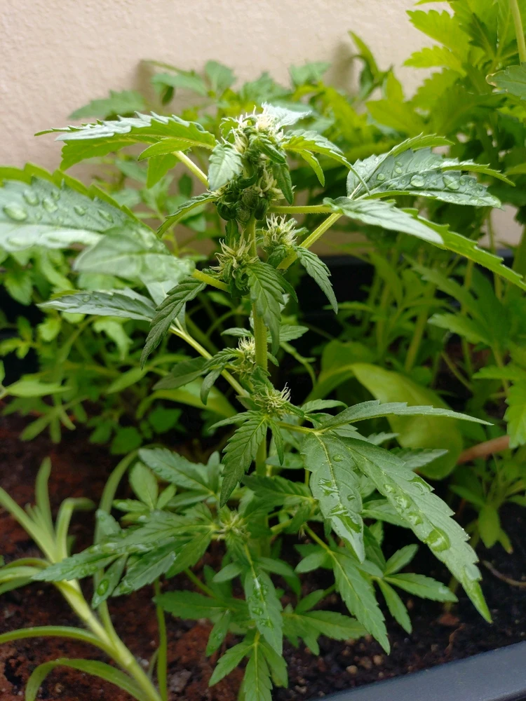 GIF hochgeladen von Nils