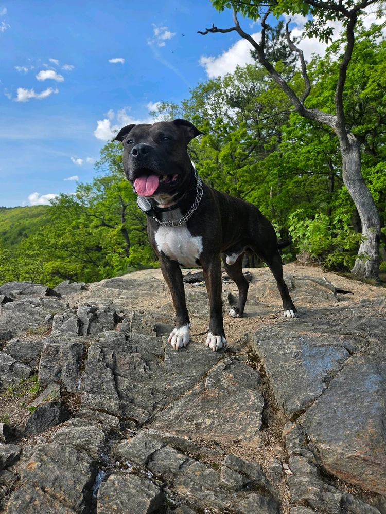 Obrázek nahrál Moschino