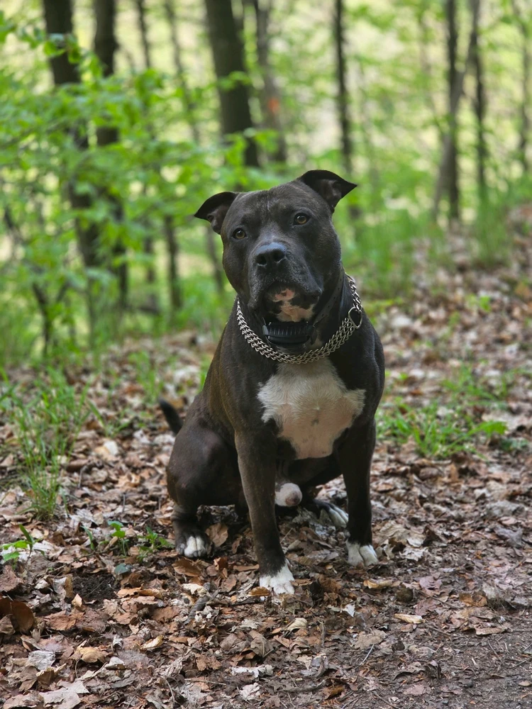 Obrázek nahrál Moschino