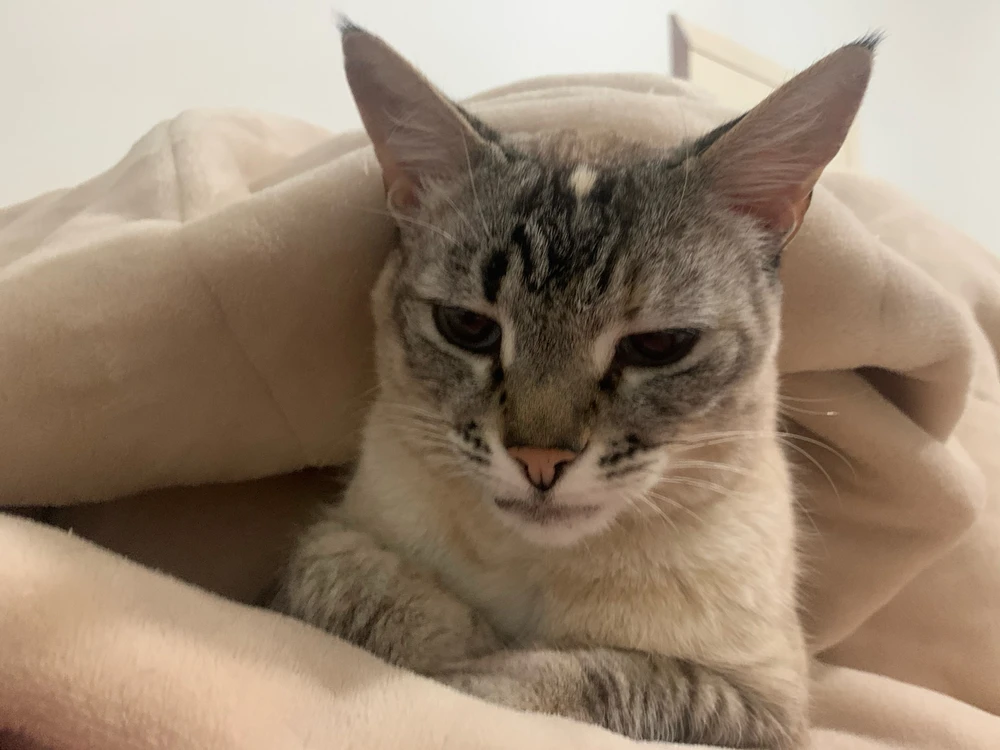 Imagem enviada por Rafael Caíres