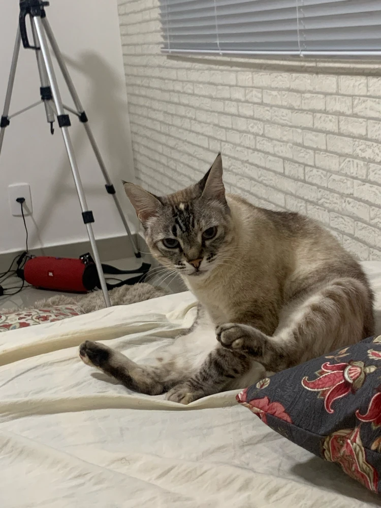 Imagem enviada por Rafael Caíres