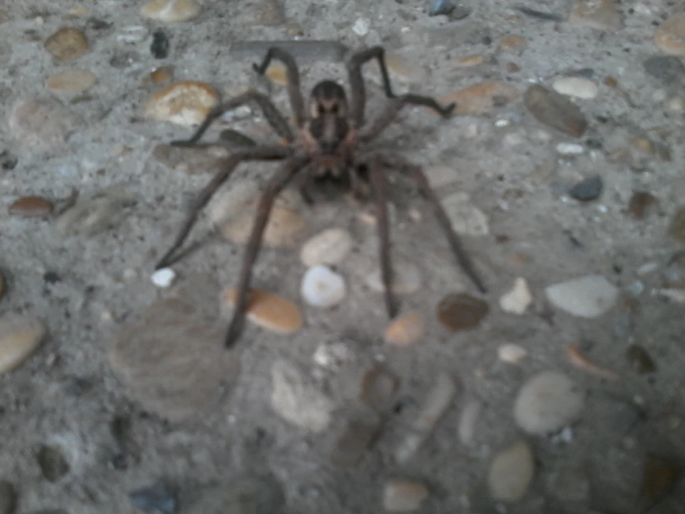 Immagine caricata da ҒRΔ