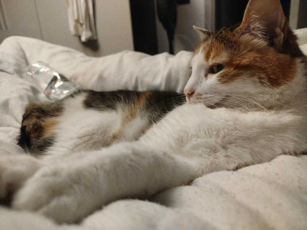 GIF caricata da Mario