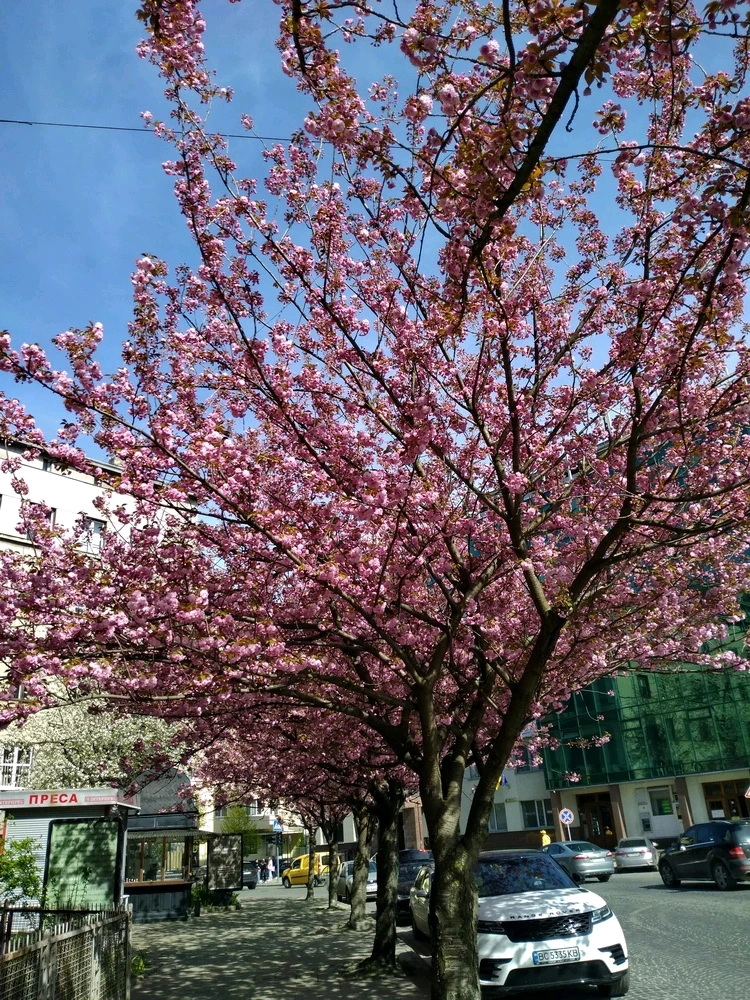 Image uploaded by Black Mirror (⁠◔⁠‿⁠◔⁠)