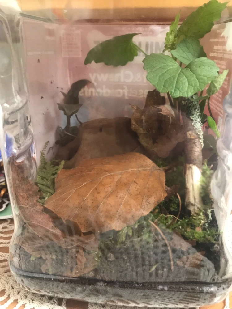 Image uploaded by Kiera