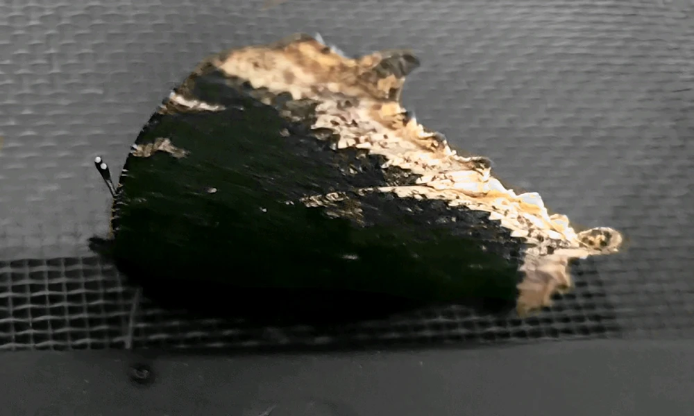 Image uploaded by 𔓎ꑀꌅ꒐ꈵꁲ𔓎 (𖣠ꘘꘘ 𖢧ꛅ𖤢 𖢑ꛎ𖦪𖢉𖤢𖢧)