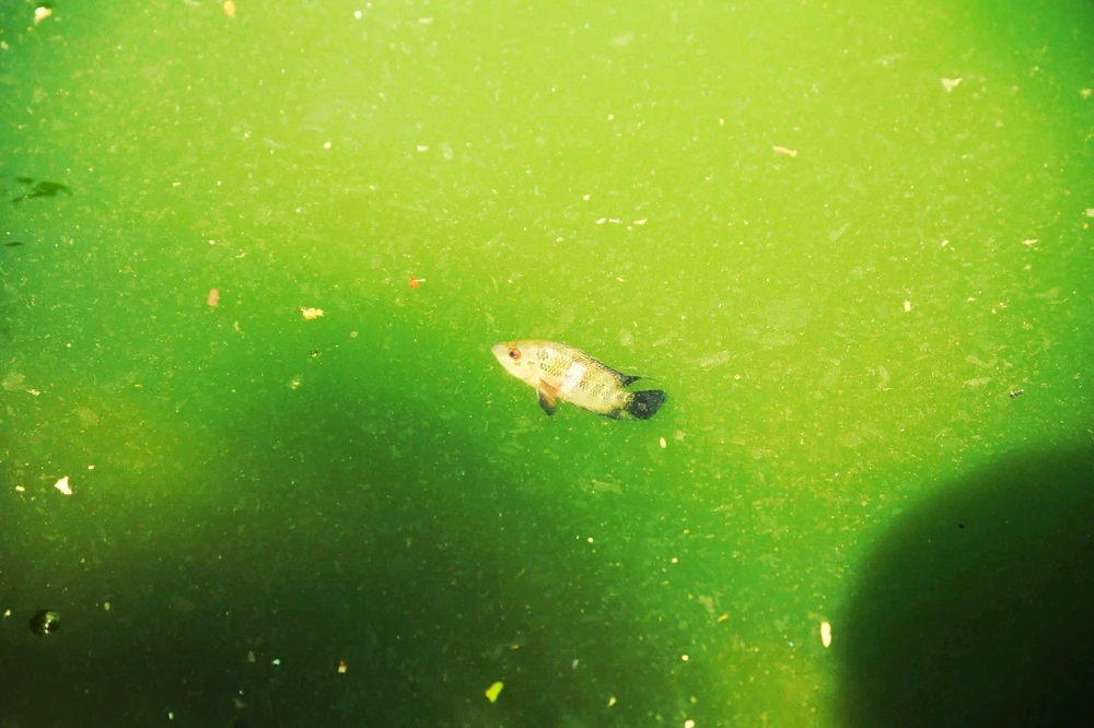 GIF được Boong tải lên