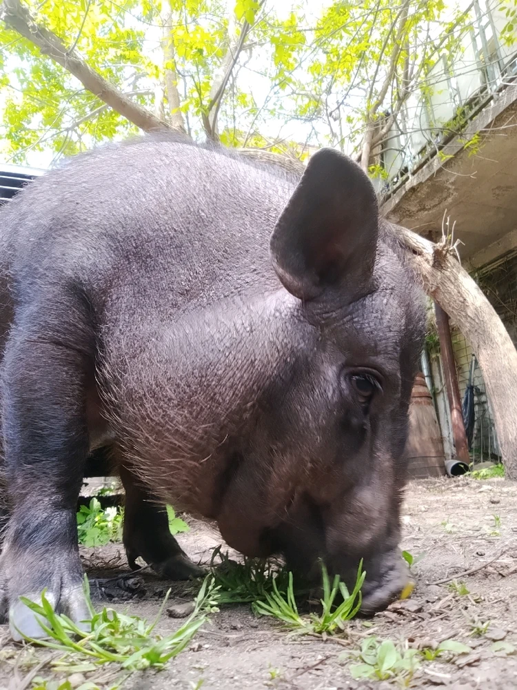 Image uploaded by Vas