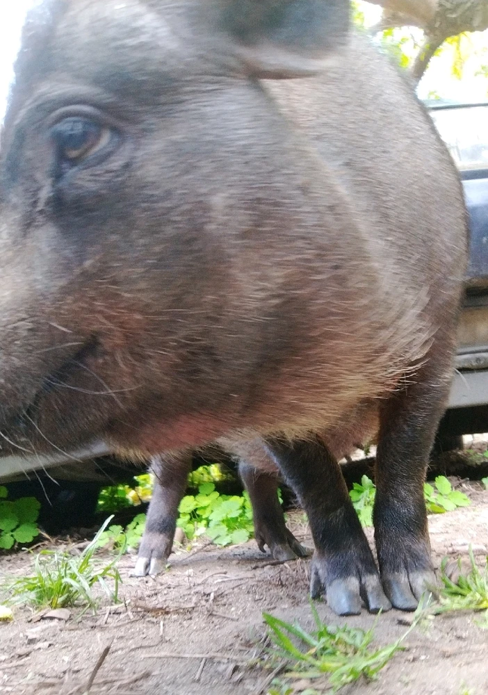 Image uploaded by Vas