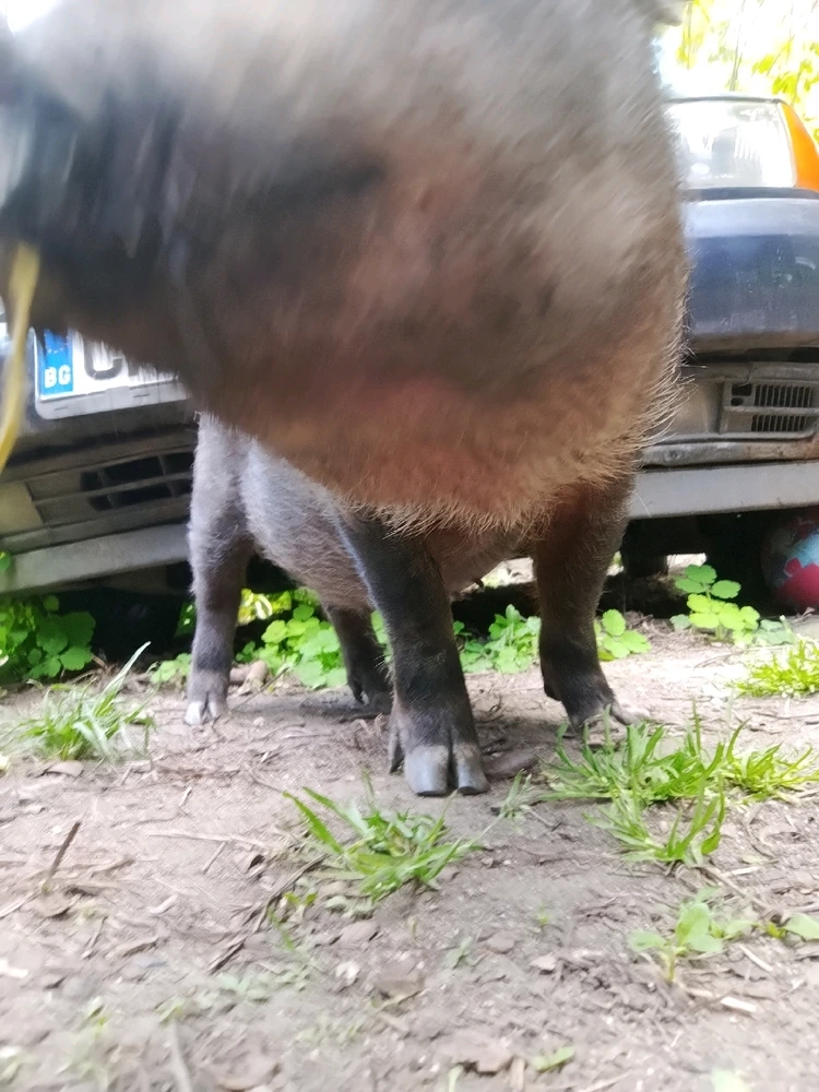 Image uploaded by Vas