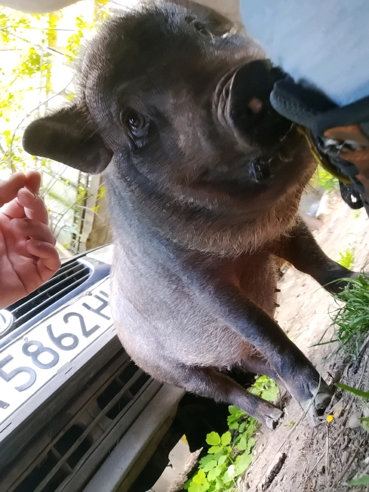 Image uploaded by Vas