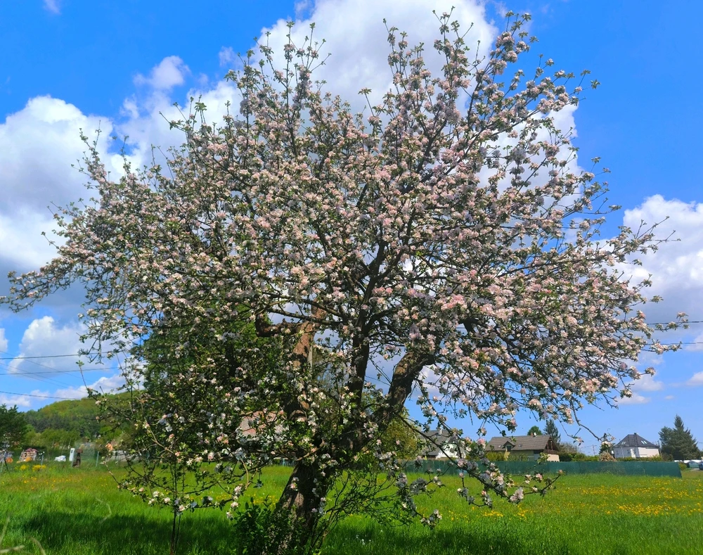 Obrázek nahrál Helenka - Wensdy