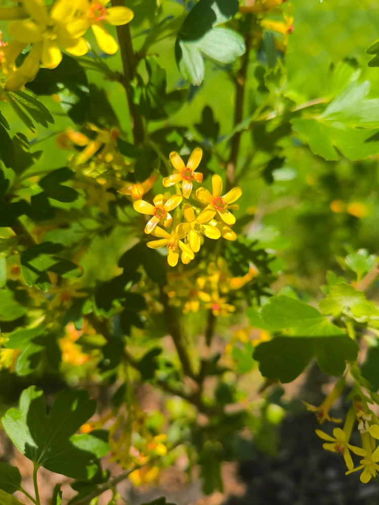 Obrázek nahrál Helenka - Wensdy
