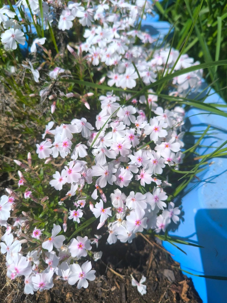 Obrázek nahrál Helenka - Wensdy