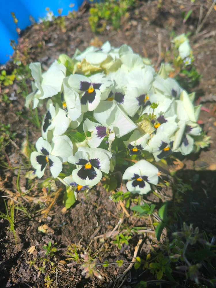 Obrázek nahrál Helenka - Wensdy