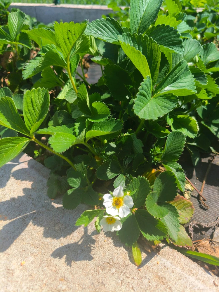 Obrázek nahrál Helenka - Wensdy