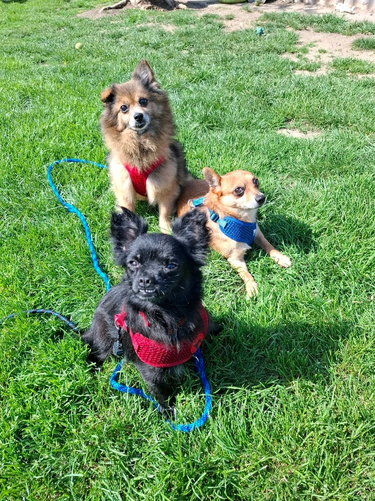 Obrázek nahrál Nora