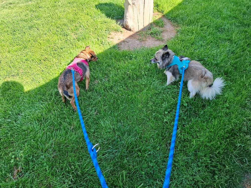 Obrázek nahrál Nora