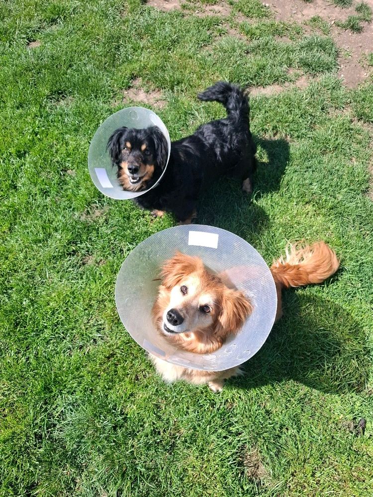 Obrázek nahrál Nora