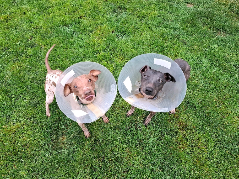 Obrázek nahrál Nora