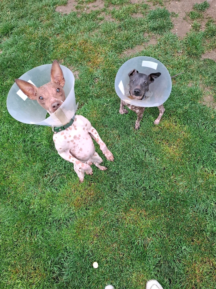 Obrázek nahrál Nora