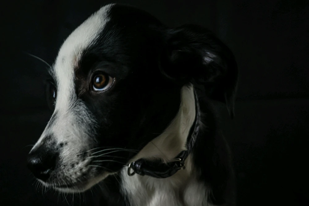 GIF subido por Gerardo