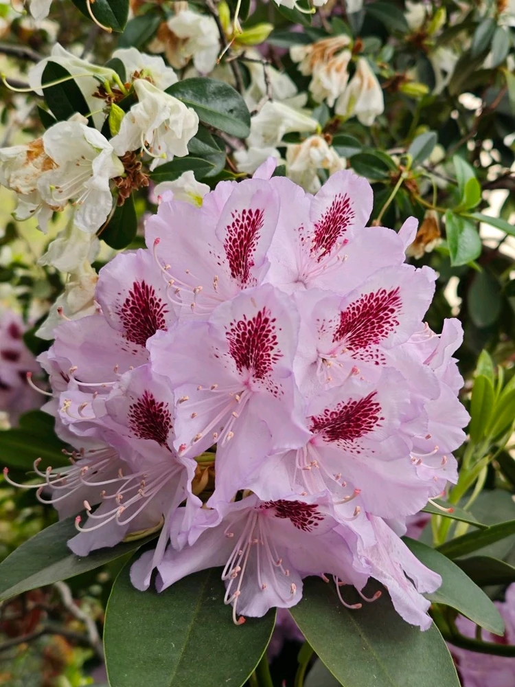 Фото загрузил Alexey