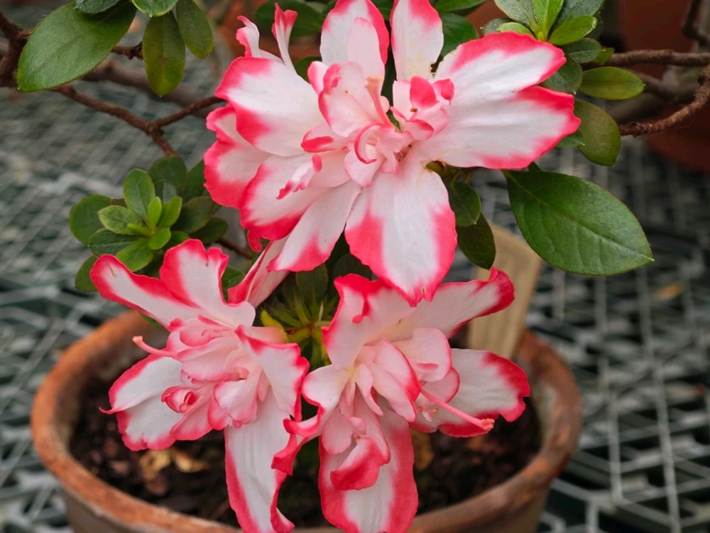 Фото загрузил Alexey