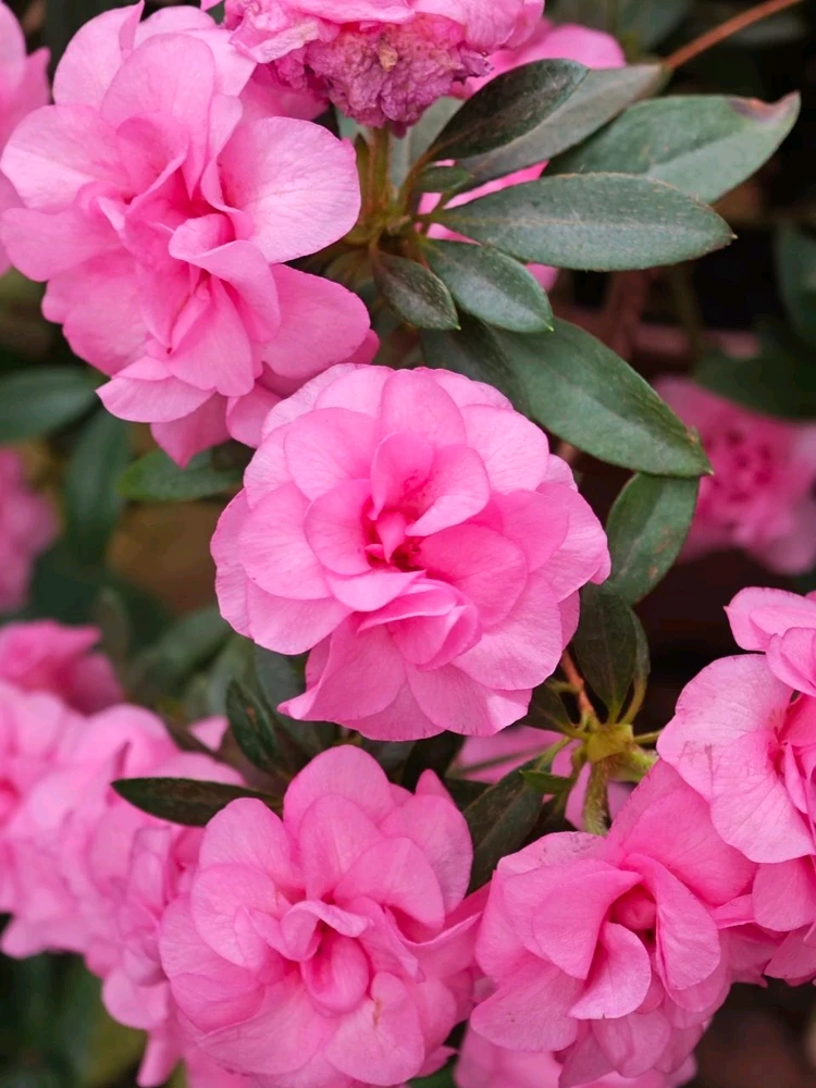 Фото загрузил Alexey