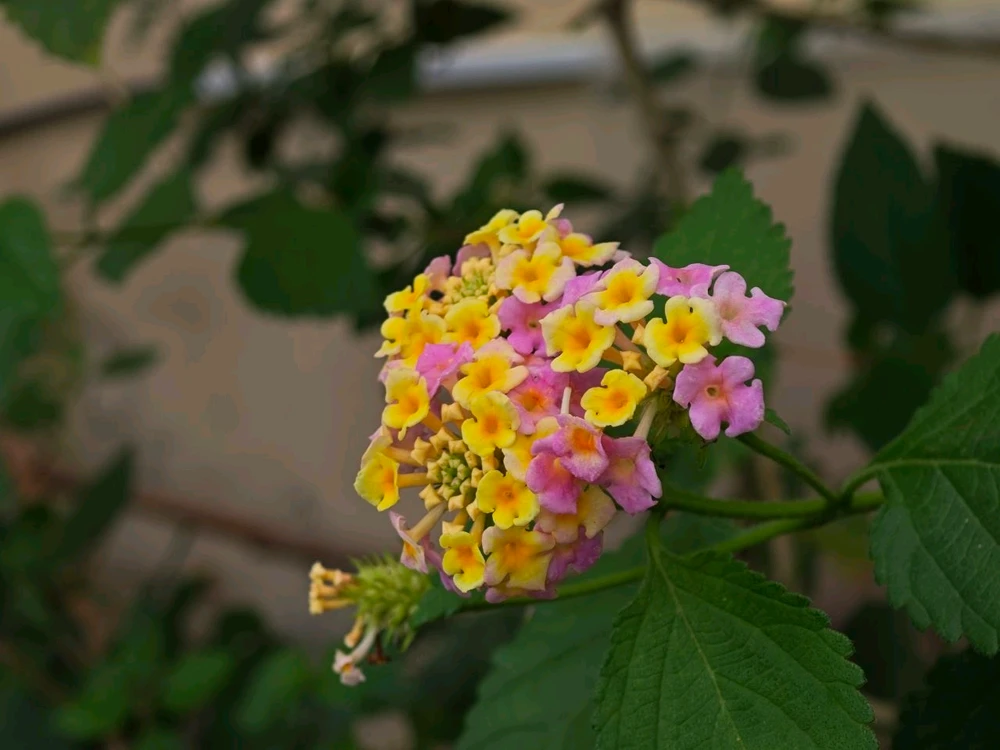 Фото загрузил Alexey