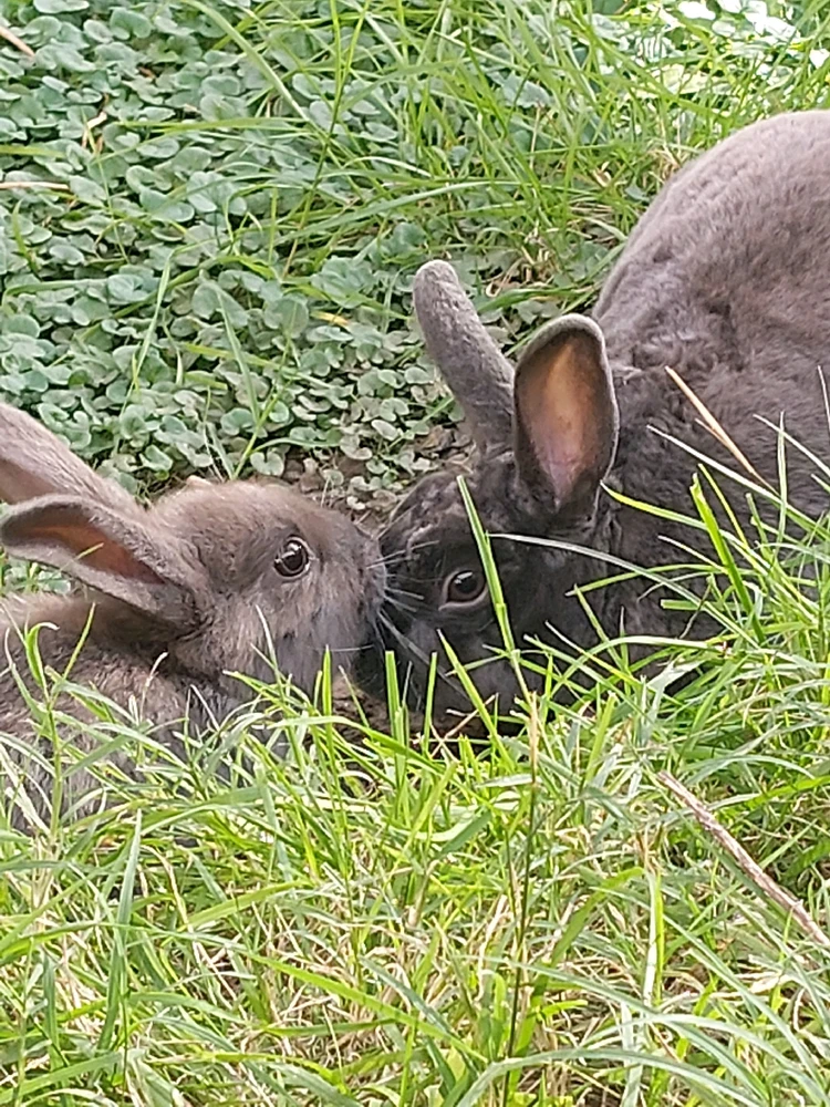 Les presento a mía wonejos