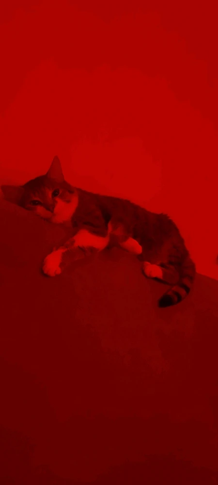 GIF uploaded by Steven