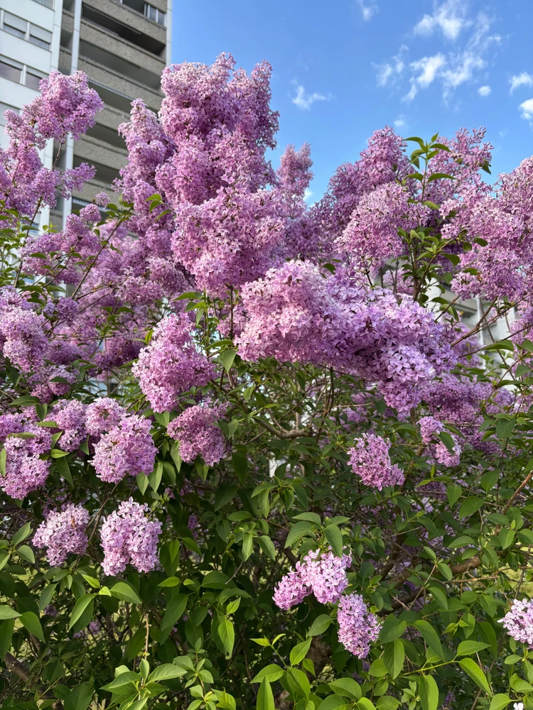 GIF uploaded by Saru