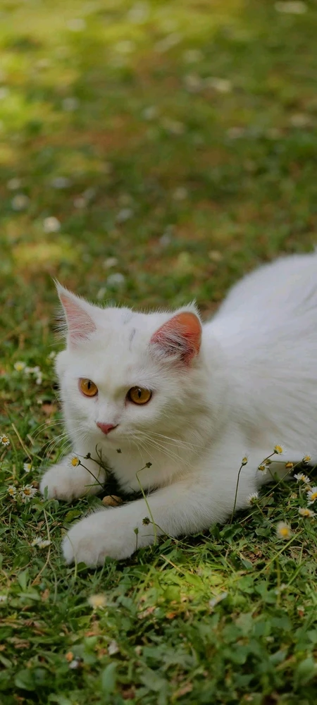 تصویر آپلود شده توسط Asian