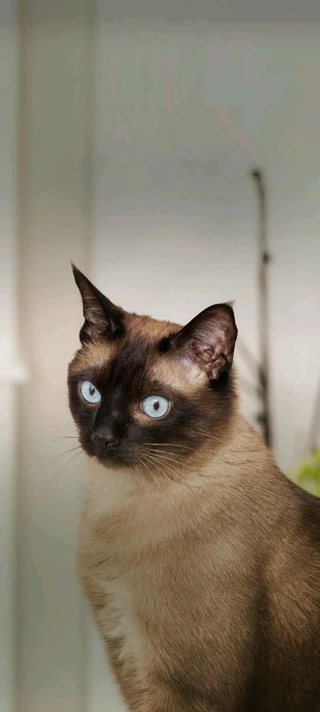 تصویر آپلود شده توسط Asian