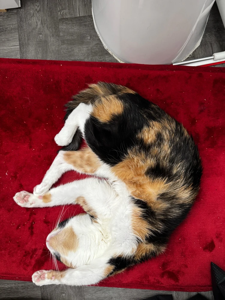 GIF uploaded by TheNightOwl