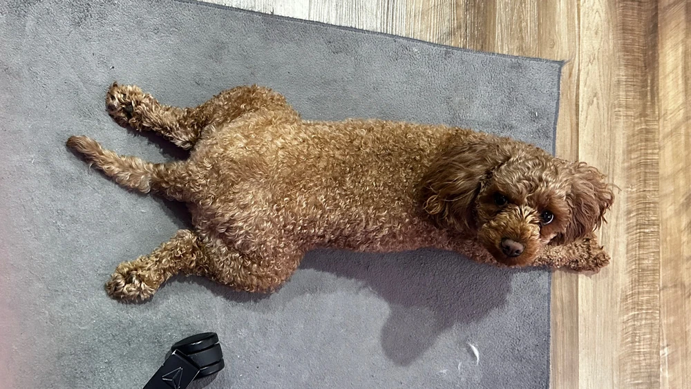 My sweet baby Noodle!