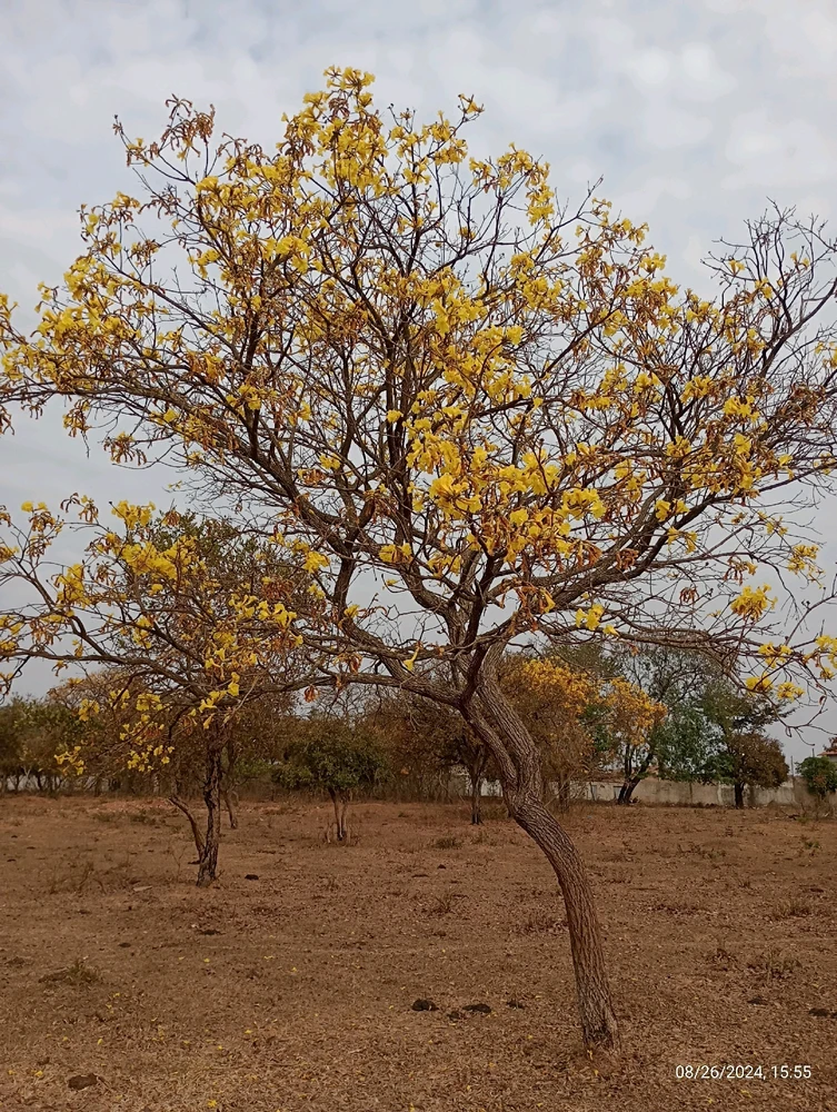 Nosso cerrado mineiro ❤️