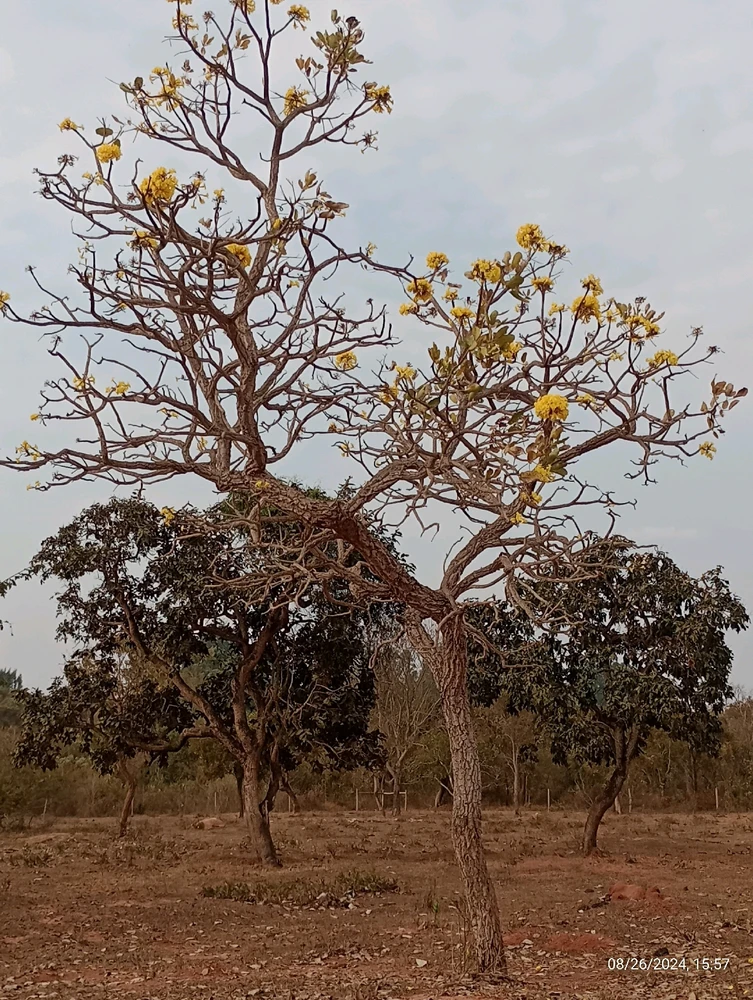 Imagem enviada por ZRiccardo