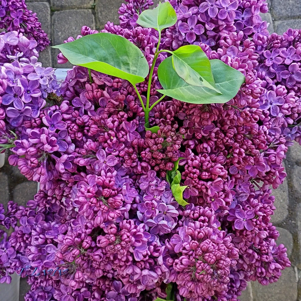 Зображення завантажив Black Mirror (⁠◔⁠‿⁠◔⁠)