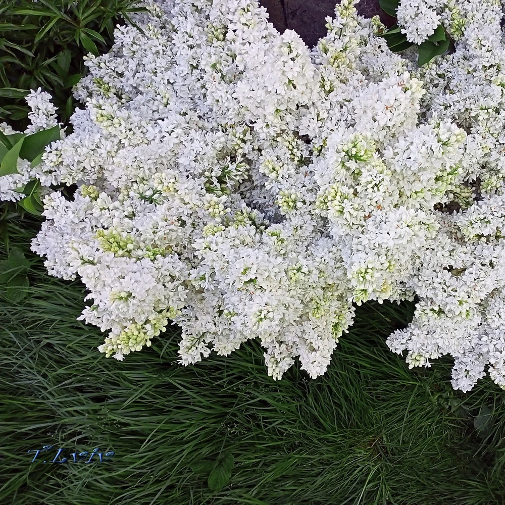 Зображення завантажив Black Mirror (⁠◔⁠‿⁠◔⁠)